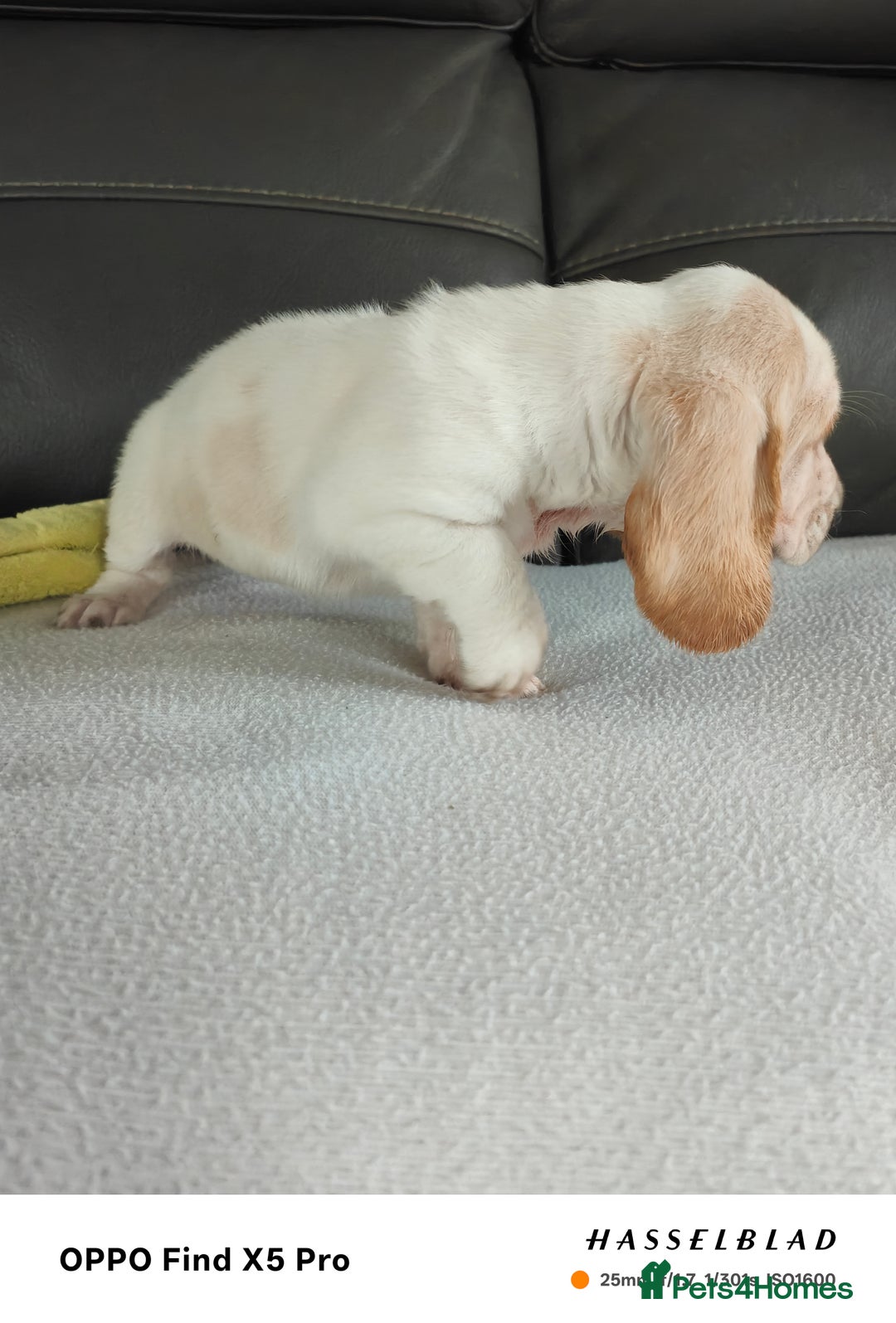 Basset Hound dogs for sale: Bassett Hound Puppies for Sale - Image 11