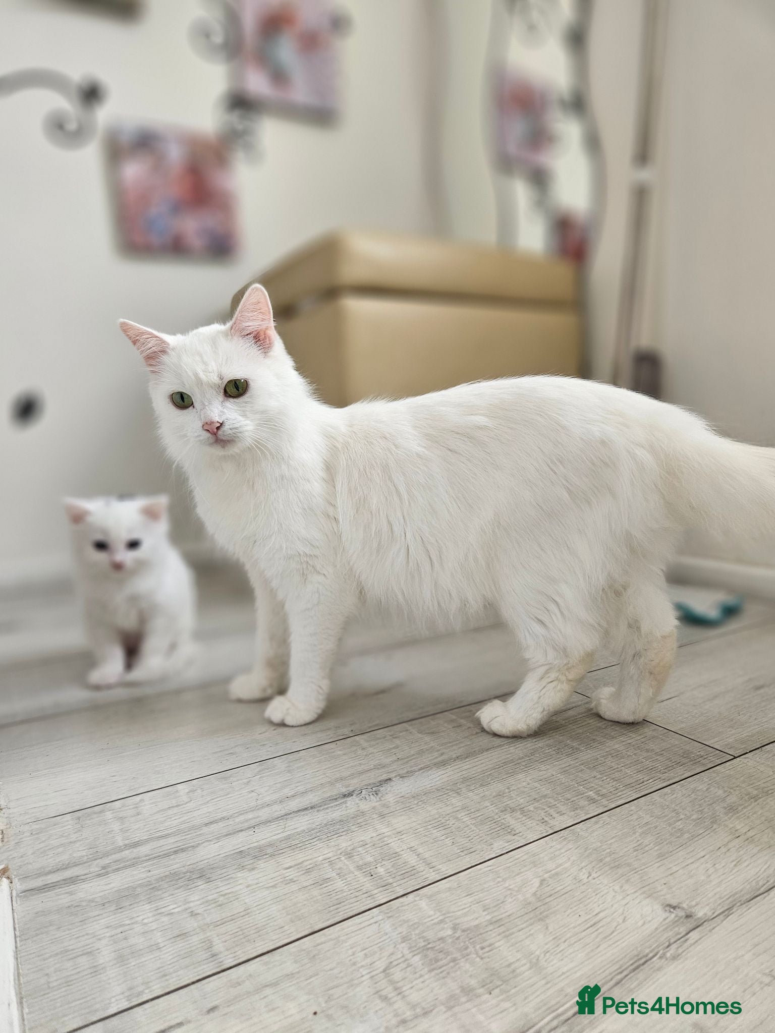 Turkish Angora cats Turkish Angora kittens  - Advert 1