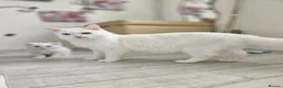 Turkish Angora cats for sale: Turkish Angora kittens  - Advert 1