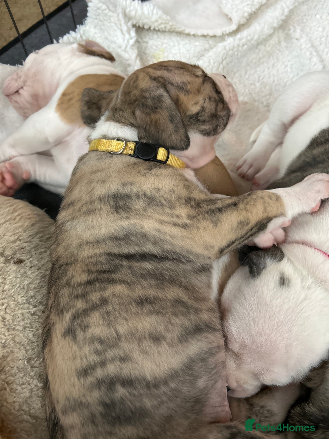 Mixed Breed dogs for sale: American Bulldog Puppies – Child & Cat Friendly - Advert 4