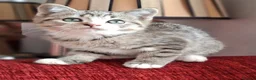 British Shorthair cats for sale: Gorgeous kittens! - Advert 22