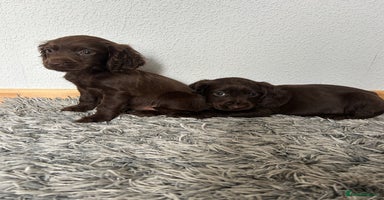 Cocker Spaniel dogs - Advert 15
