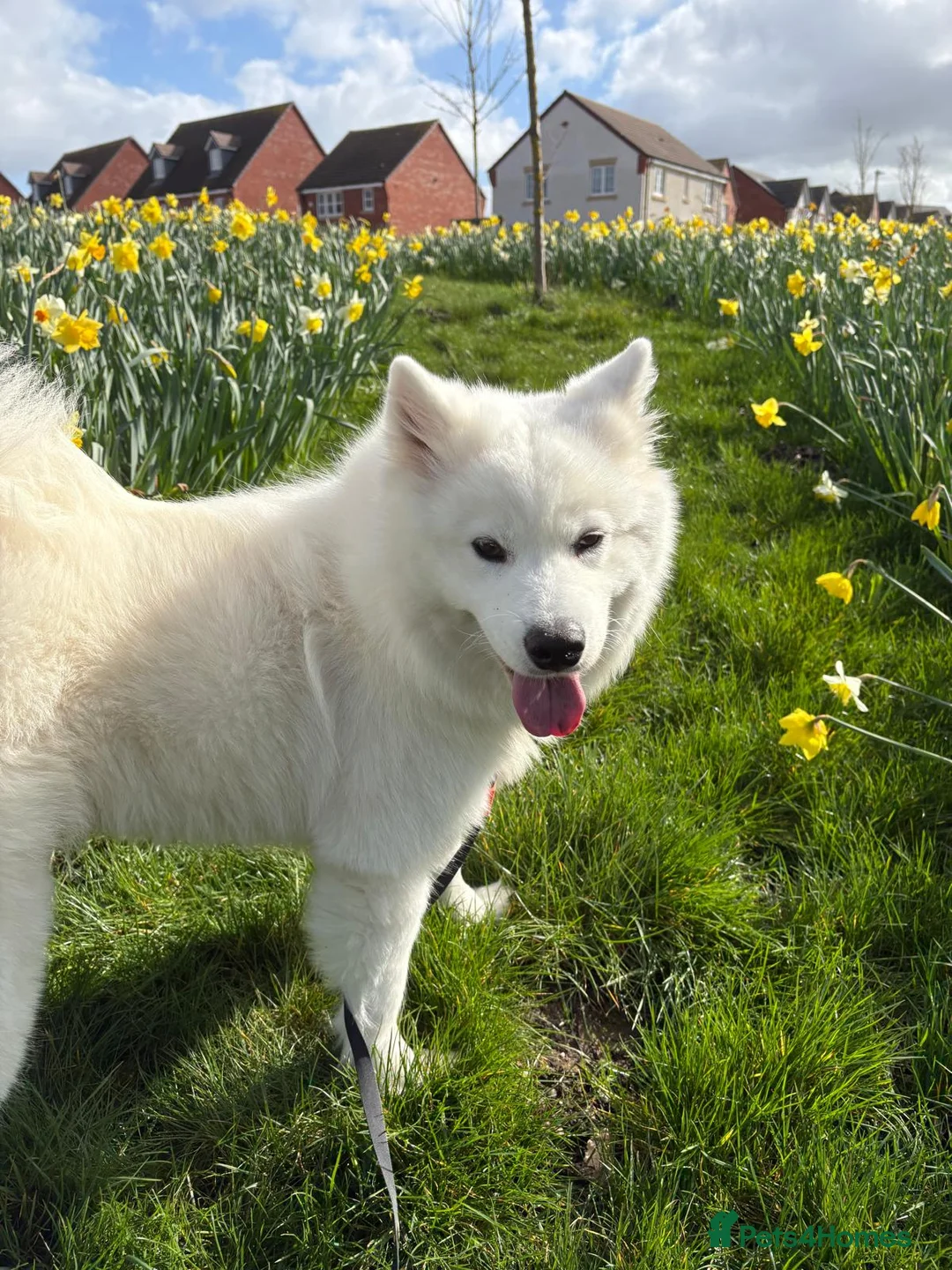 Samoyed dogs for adoption: Samoyed girl rehome  - Advert 2