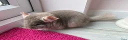 Chinchilla rodents for sale: Pair of chinchillas - Advert 6