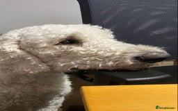 Goldendoodle dogs for stud: Multigenerational Goldendoodle for Stud  - Image 3