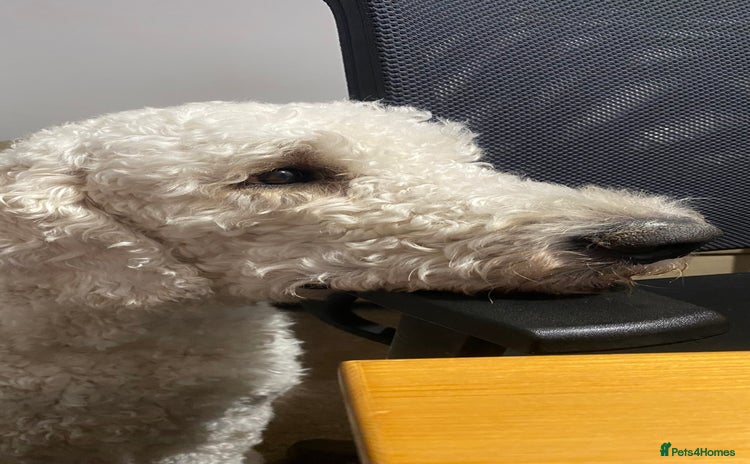 Goldendoodle dogs - Advert 2