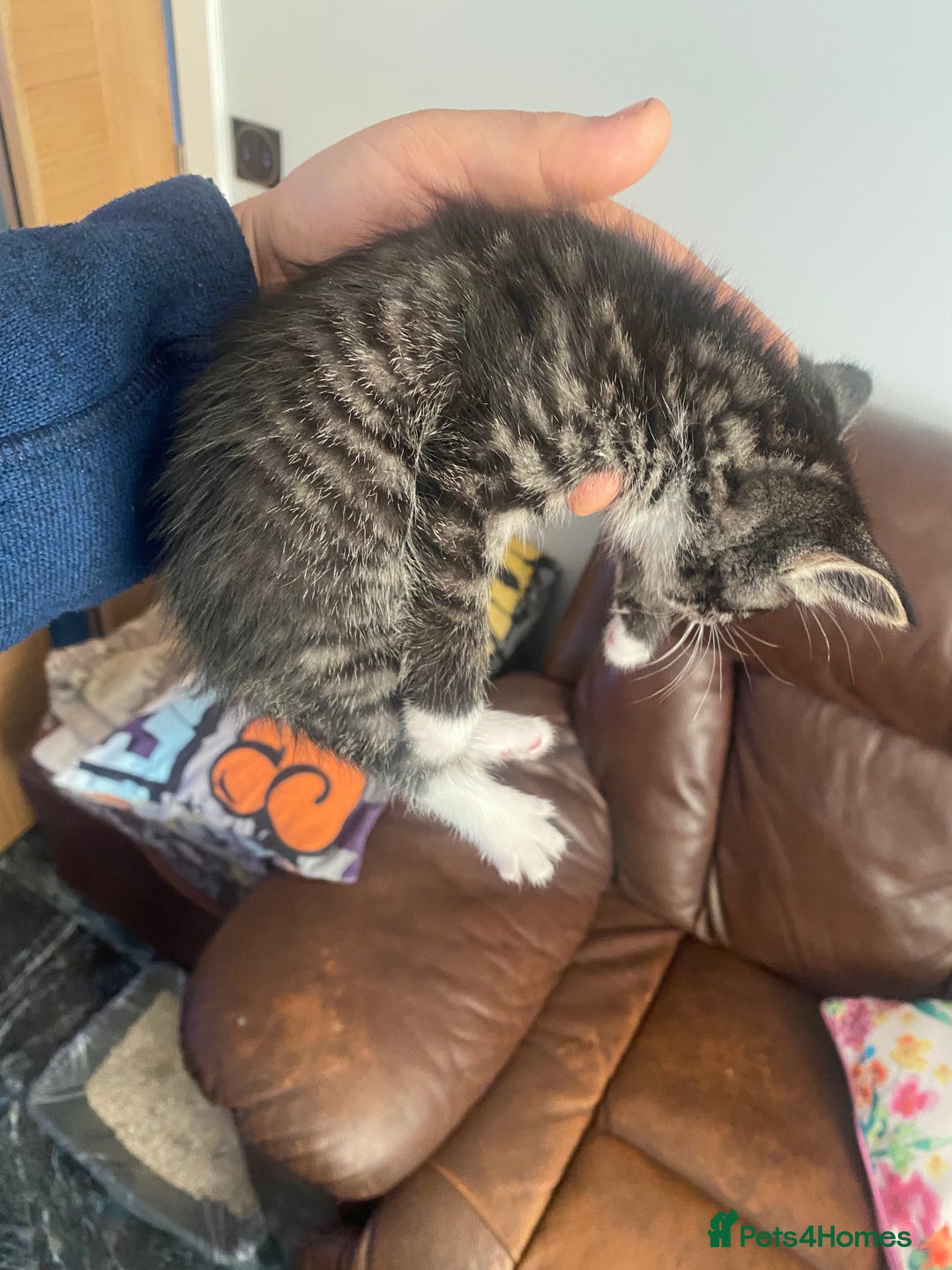 Mixed Breed cats for sale: Beautiful female kitten looking for new home - Advert 13