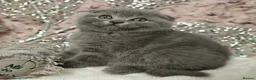 Scottish Fold cats for adoption: Scottish Fold kittens - Advert 2