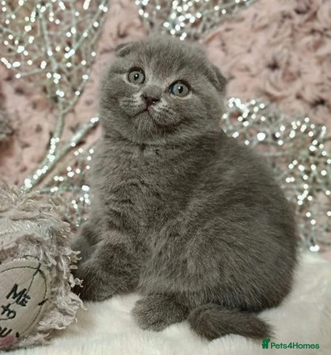 Scottish Fold cats for adoption: Scottish Fold kittens - Advert 2