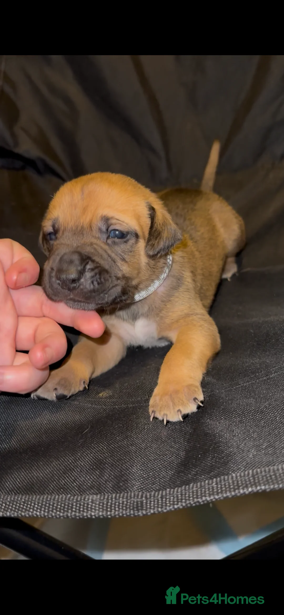 Mixed Breed dogs for sale: Staff X Sharpei puppies  - Advert 13