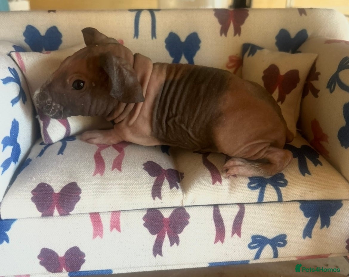 Guinea Pig rodents Skinny pig - Boar and Sow - Advert 16