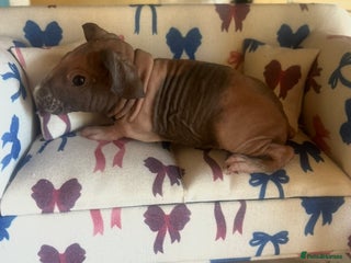 Guinea Pig rodents Skinny pig - Boar and Sow - Advert 6