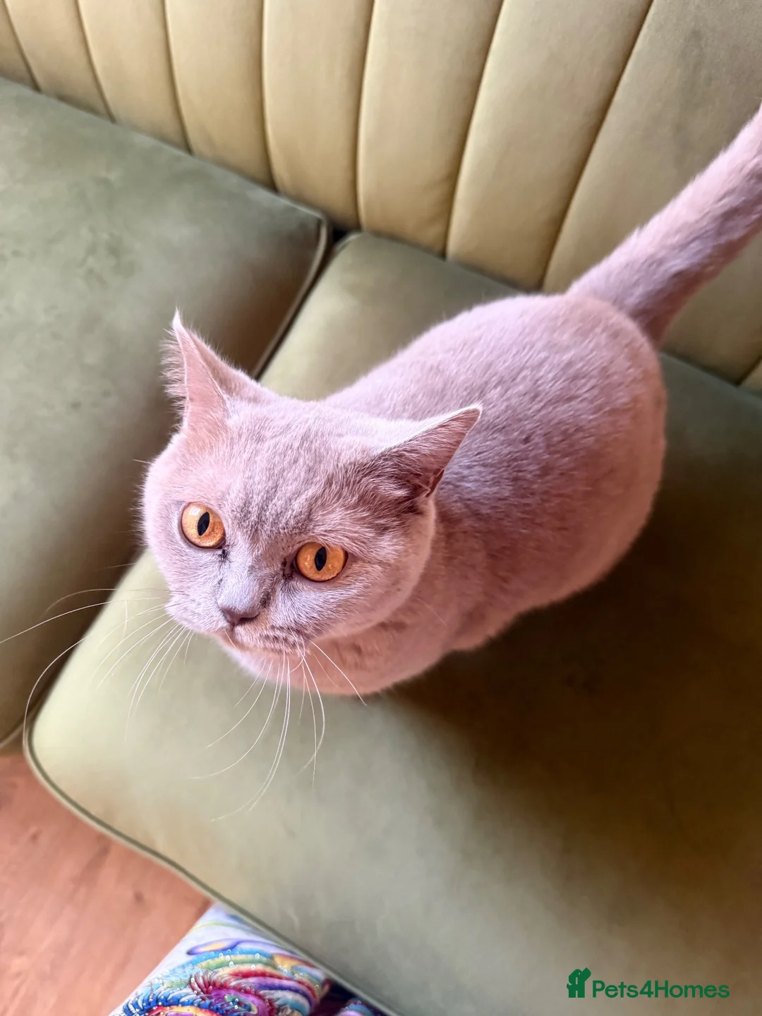 British Shorthair cats for sale: Lilac British shorthair female  - Advert 2