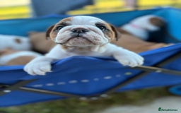 English Bulldog dogs for sale: Gorgeous Purebred English Bulldog Puppies - Image 14