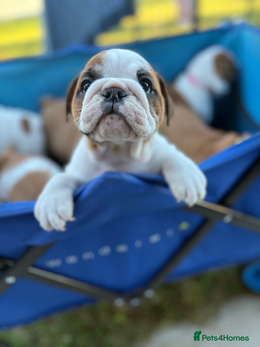 English Bulldog dogs for sale: Gorgeous Purebred English Bulldog Puppies - Image 14