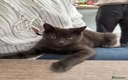 Domestic Shorthair cats for sale: Beautiful grey male kitten - Image 2