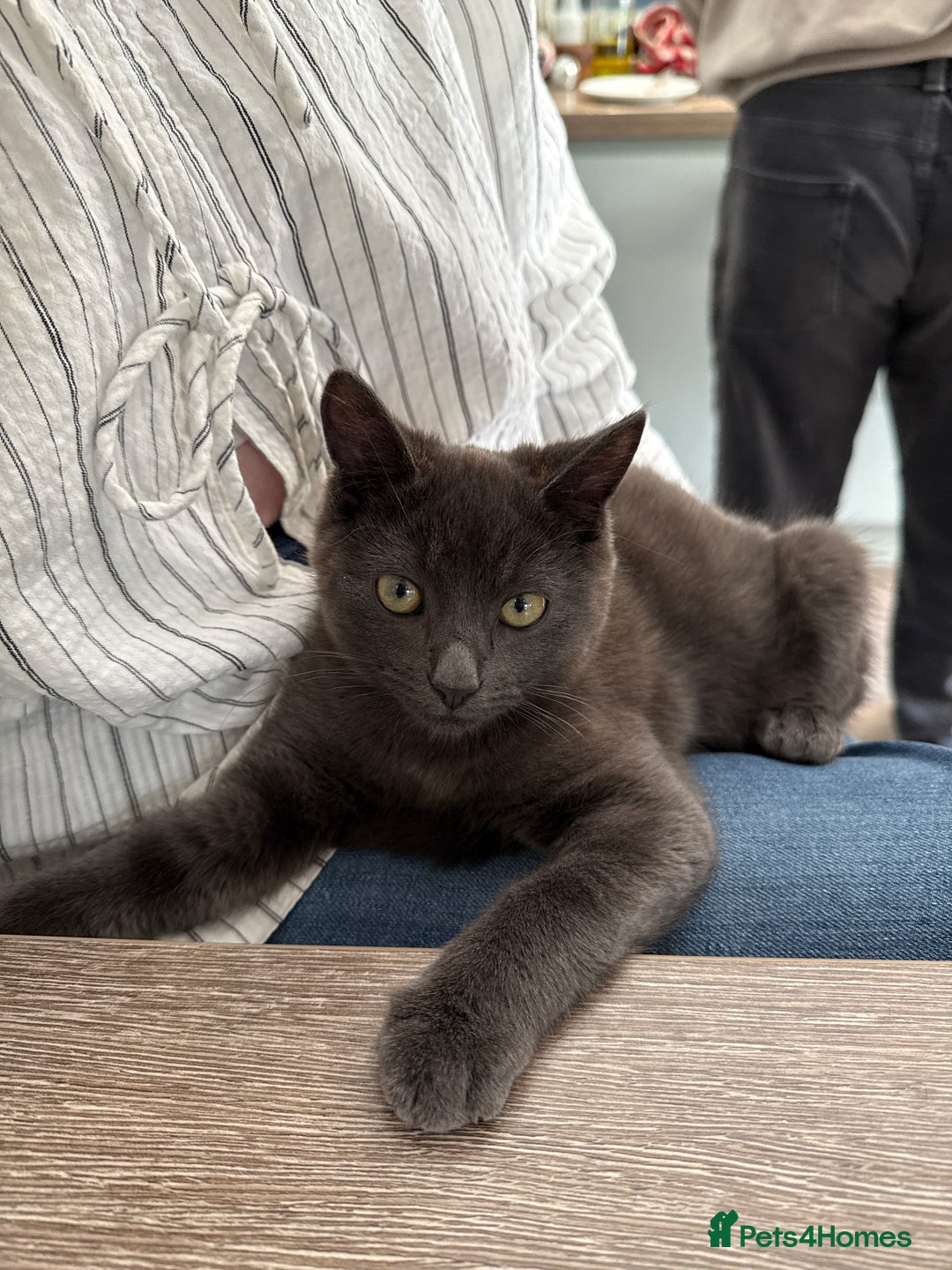 Domestic Shorthair cats for sale: Beautiful grey male kitten - Image 2
