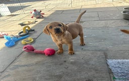 Labrador Retriever dogs for sale: Outstanding deep red Labrador puppies - Image 5