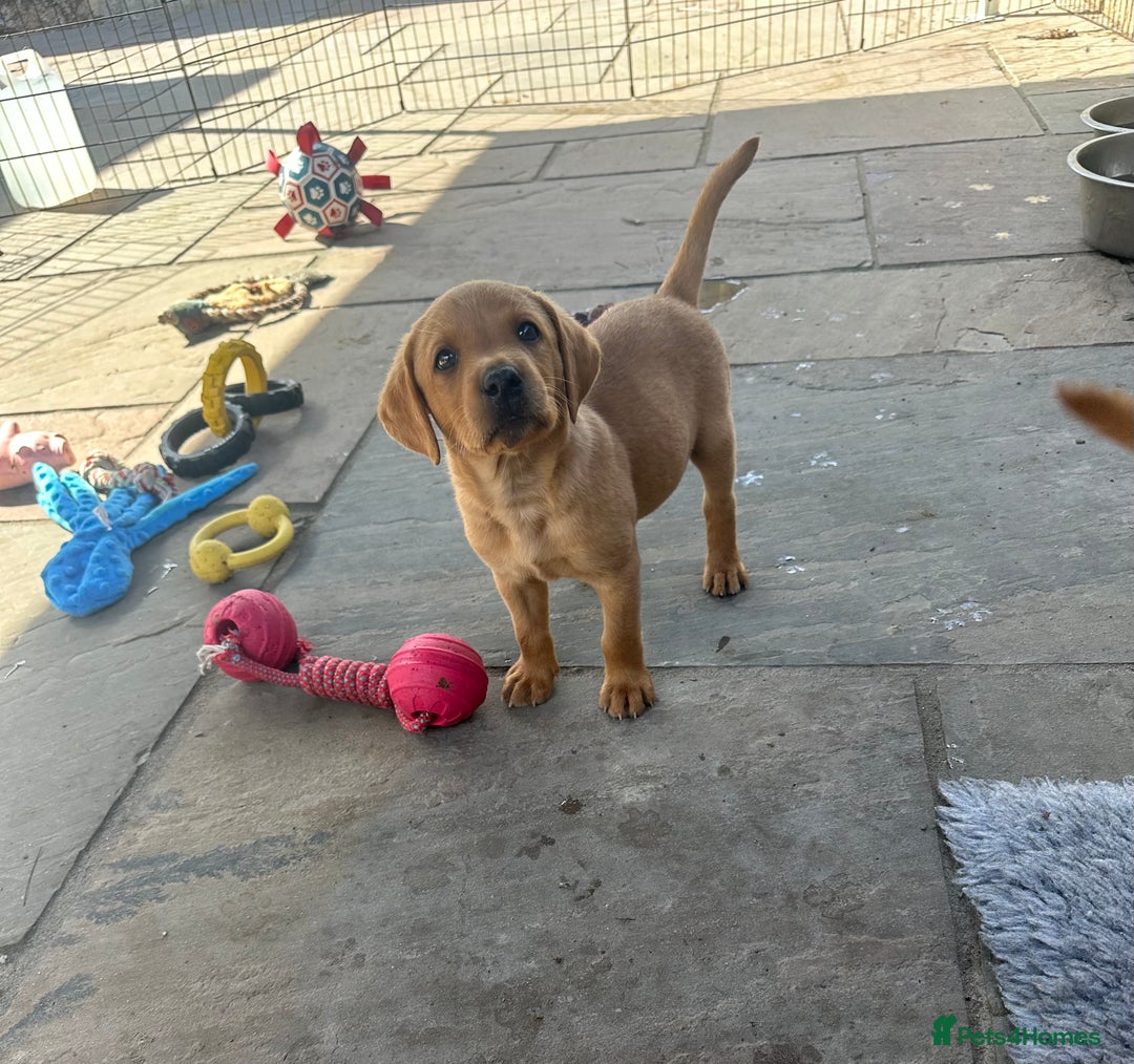 Labrador Retriever dogs for sale: Outstanding deep red Labrador puppies - Image 5