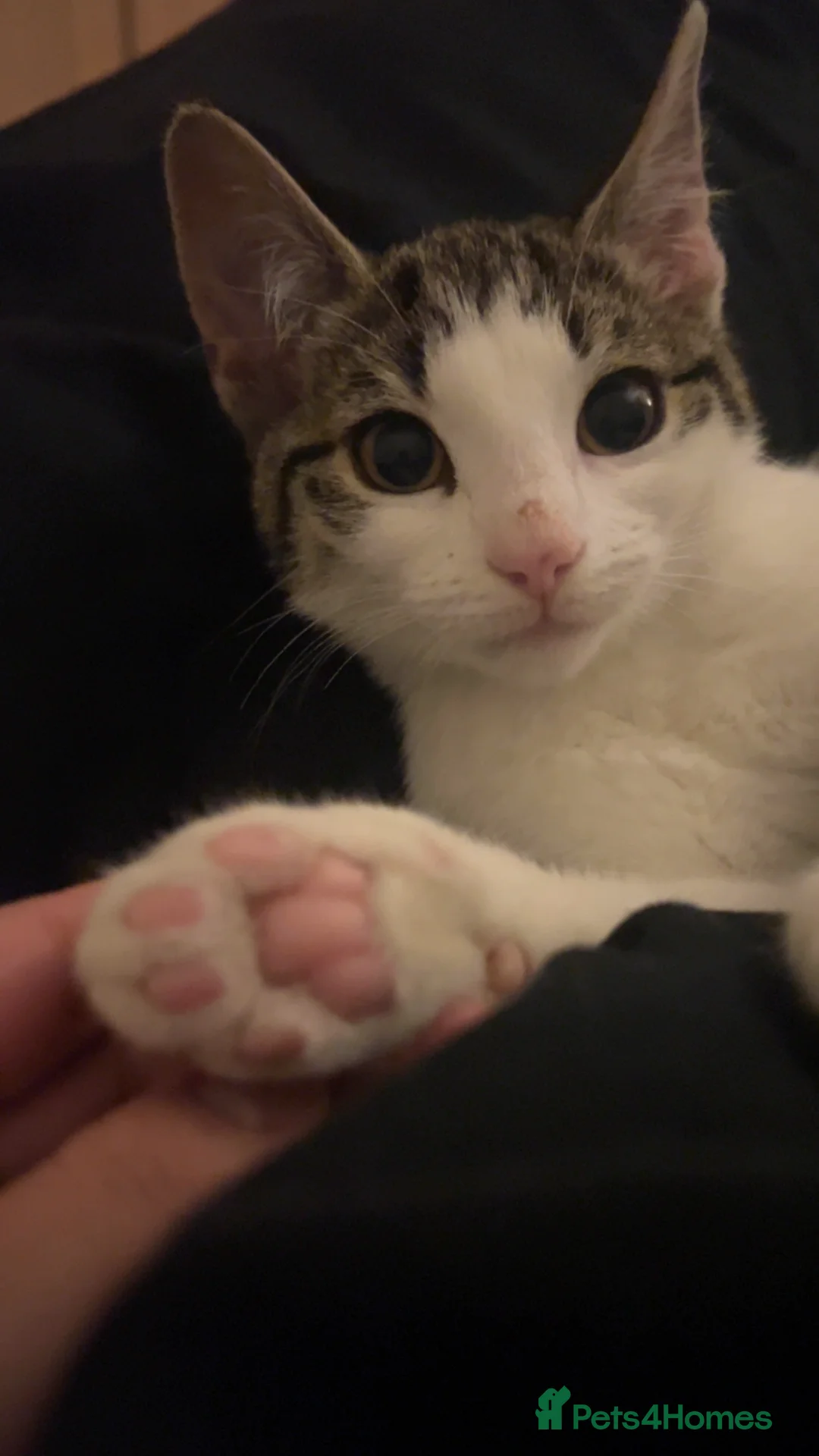 Mixed Breed cats for sale: sweet mixed tabby baby ready for loving home🐾🩷 - Advert 1