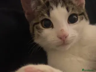 Mixed Breed cats sweet mixed tabby baby ready for loving home🐾🩷 - Advert 1