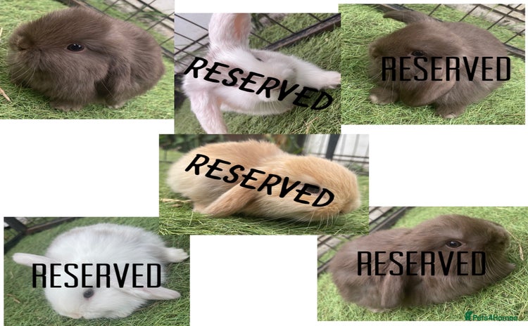 Mini Lop rabbits - Advert 14