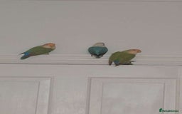 Lovebirds birds for sale: Lovebird Pair - Image 4