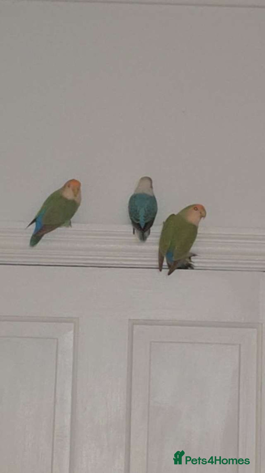 Lovebirds birds for sale: Lovebird Pair - Image 4