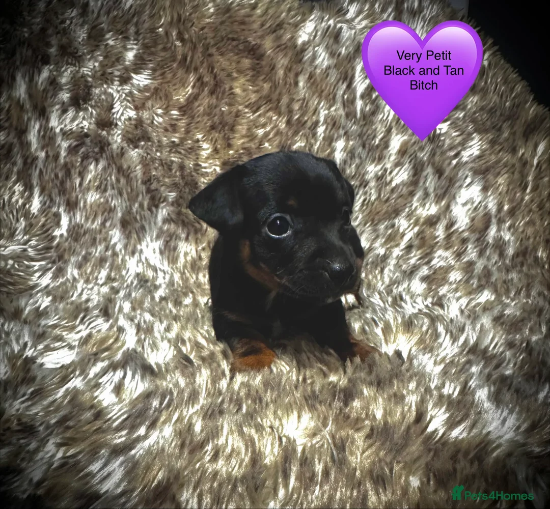 Jack Russell dogs for sale: Beautiful traditional and Merle jack Russels  - Advert 10