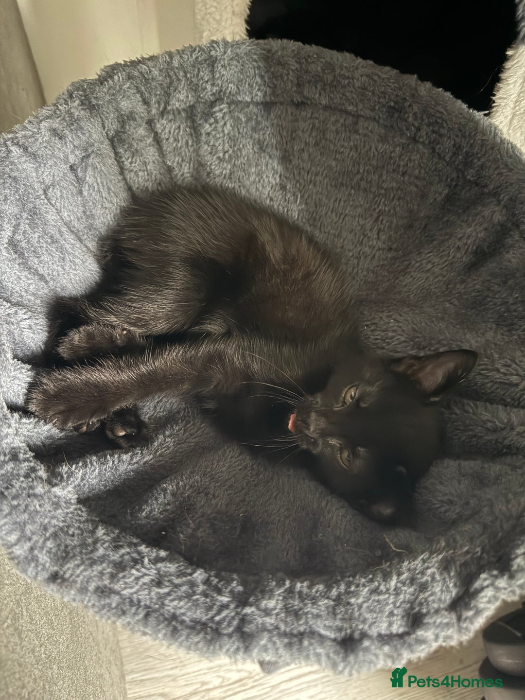 Bombay cats for sale: Bombay Girl Kittens Looking for Loving Homes  - Advert 12