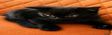 Domestic Shorthair 4