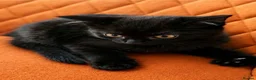 Domestic Shorthair cats for sale: The Kittens are looking for a lovleyhouse  - Advert 3