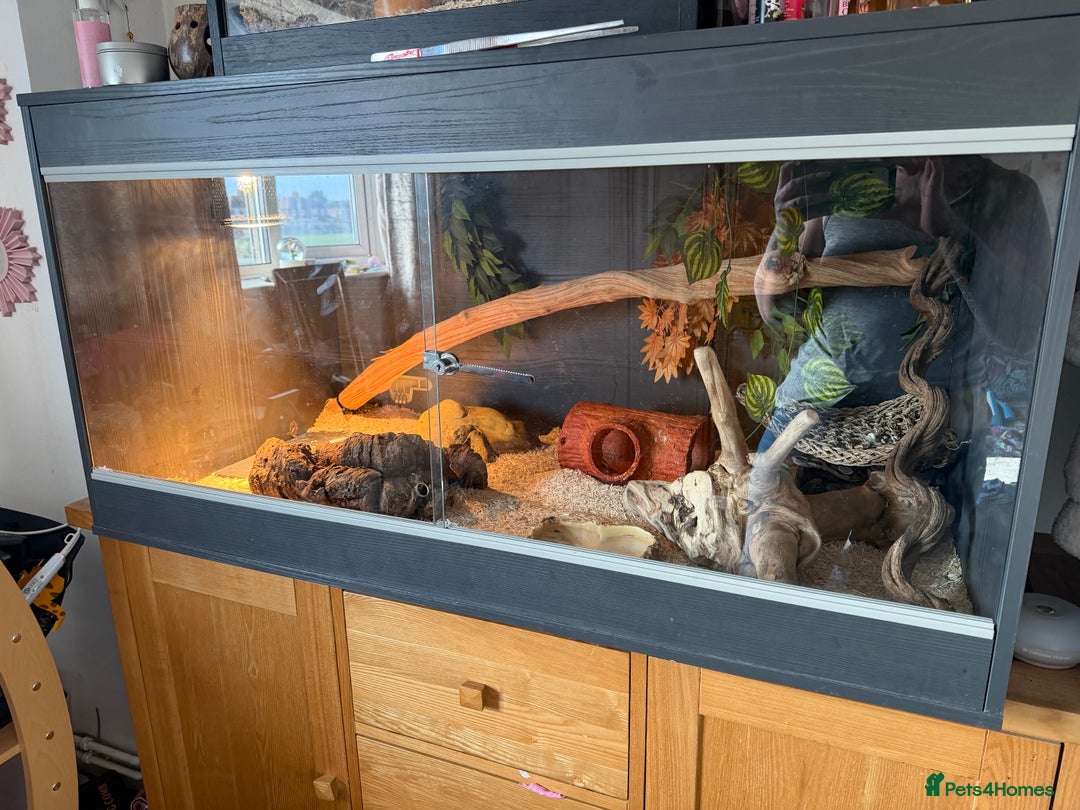 Mixed Breed reptiles for sale: Royal python and corn snake for sale in Chester  - Advert 2