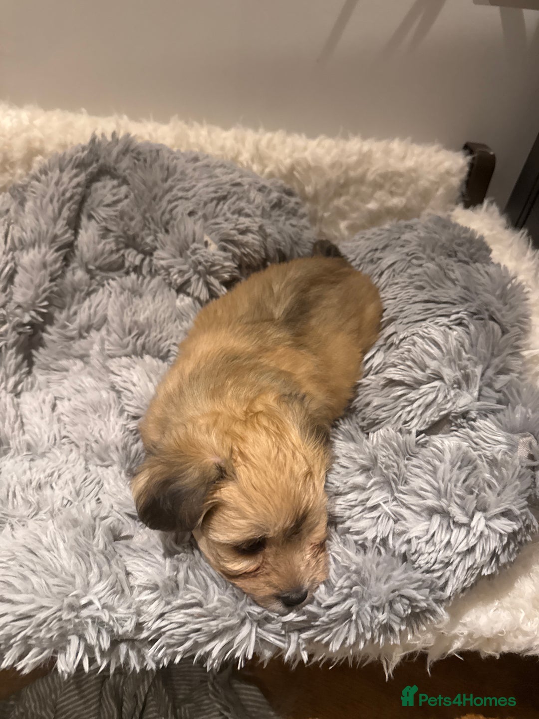 Mixed Breed dogs for sale: Unique mix - Maltese x JackChi Puppies - Advert 34