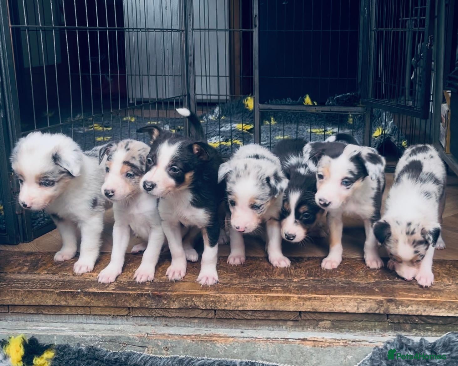 Border Collie dogs Beautiful Harlequin Merle Tri Border Collie Pups - Advert 1