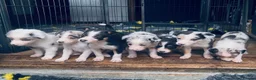 Border Collie dogs for sale: Beautiful Harlequin Merle Tri Border Collie Pups - Advert 1