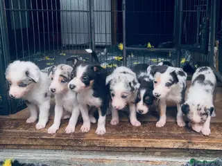 Border Collie dogs Beautiful Harlequin Merle Tri Border Collie Pups - Advert 1