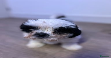 Shih Tzu dogs - Advert 1