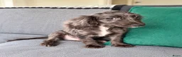 Cocker Spaniel dogs for sale: Cocker spaniel  puppy  in London - Advert 3