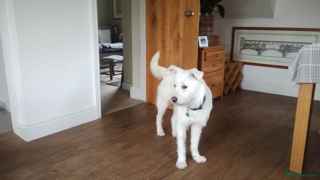 Mixed Breed dogs for adoption: HANDSOME HENRY  - Advert 2