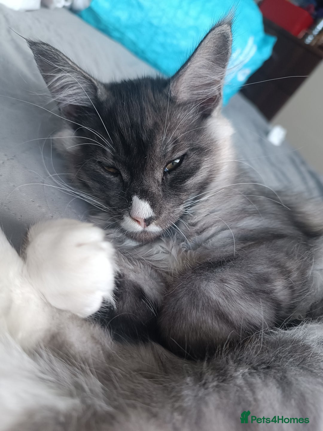 Maine Coon cats for sale: 🌟 Maine Coon Kittens Looking for Loving Homes 🌟 - Image 16