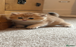 British Shorthair cats for sale: Gccf NY12 kittens world champion lines - Advert 21