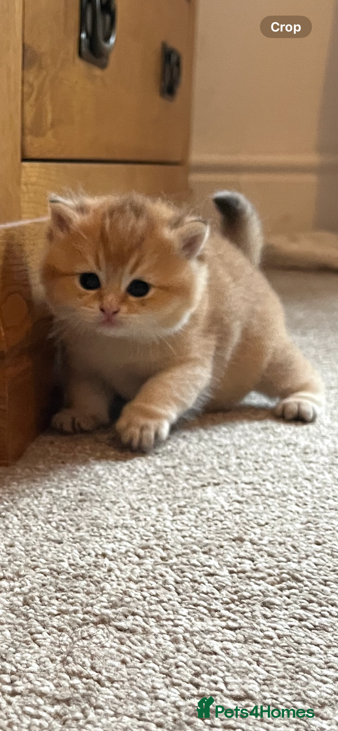 British Shorthair cats for sale: Gccf NY12 kittens world champion lines - Advert 21