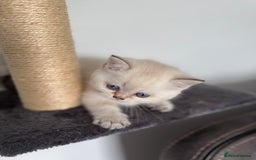British Shorthair cats for sale: Beautiful GCCF kittens from champion lines  - Image 18