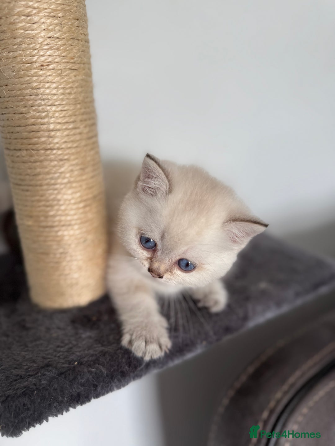 British Shorthair cats for sale: Beautiful GCCF kittens from champion lines  - Image 18