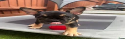 French Bulldog dogs for sale: Outstanding French Bulldog puppies  - Advert 4