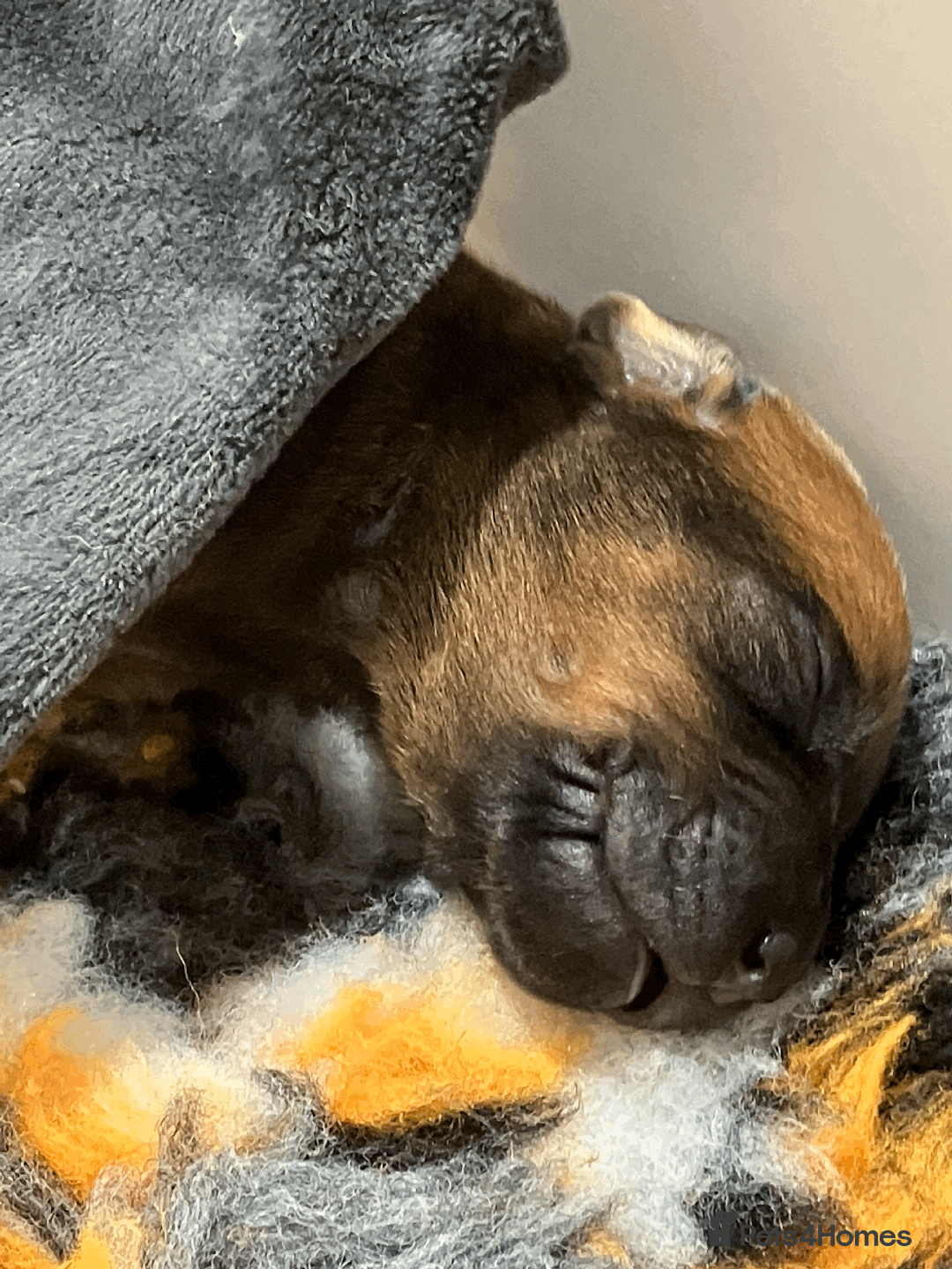 Rhodesian Ridgeback dogs for sale: * CUTENESS ALERT * READY END OF JANUARY - Advert 2