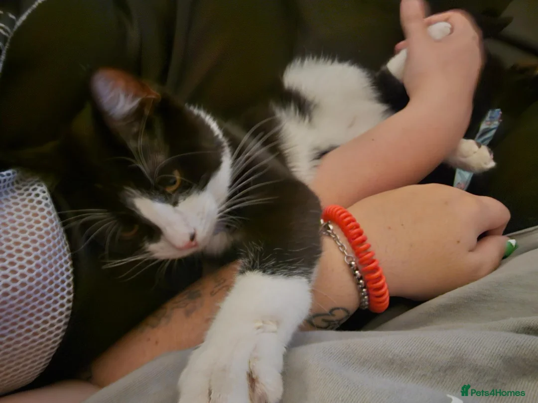 Domestic Shorthair cats for sale: Male Tuxedo Kitten in St. Neots - Advert 2