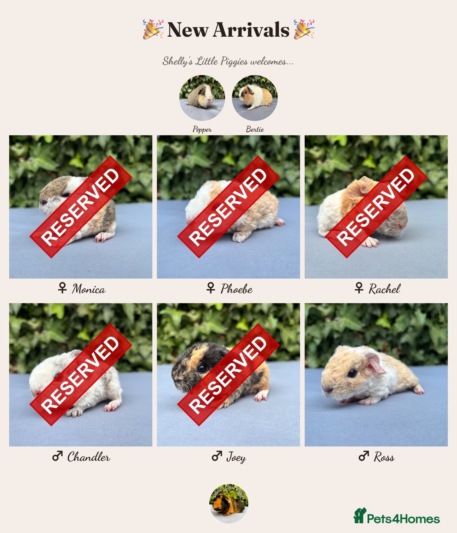 Guinea Pig rodents Gorgeous baby guinea pigs - Advert 6