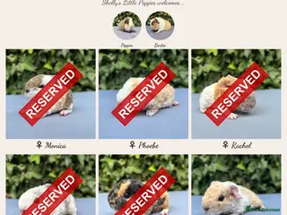 Guinea Pig rodents Gorgeous baby guinea pigs - Advert 6